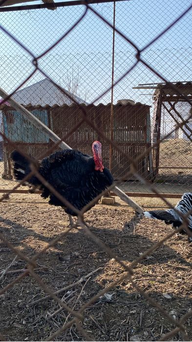 Еркек үндік срочна сатылады