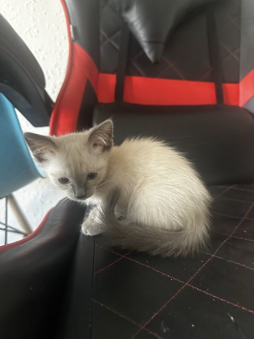 Отдам котенка девочка