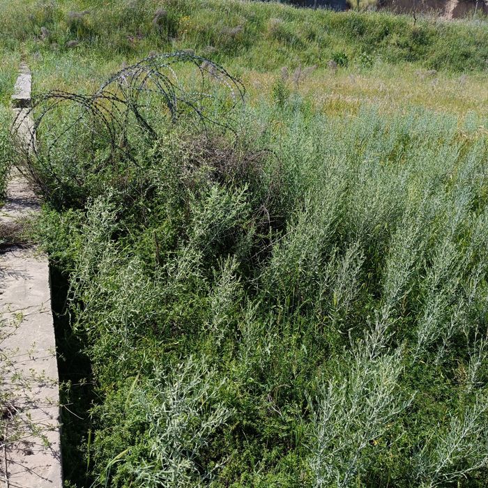 6 sotik quruq joy sotiladi