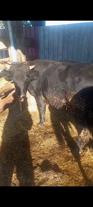 Продам бычка крупного