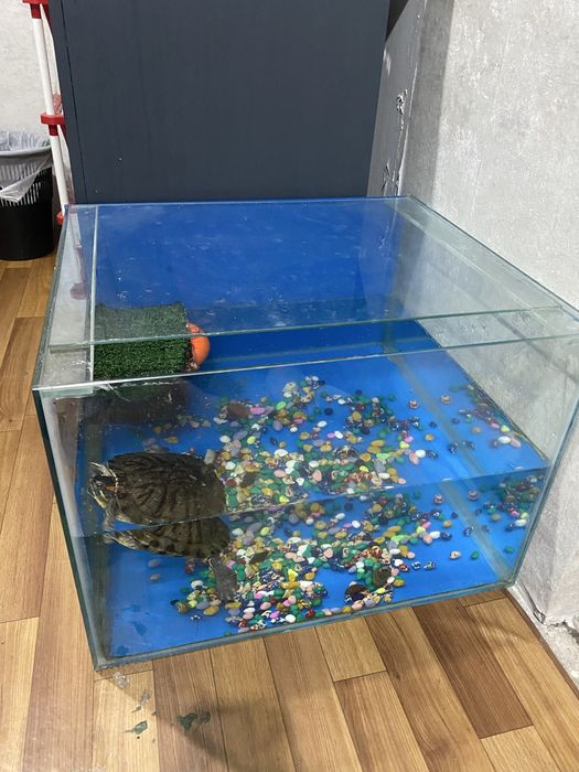 Черепаха морская даром