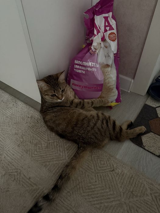 Кошку в доброе руки