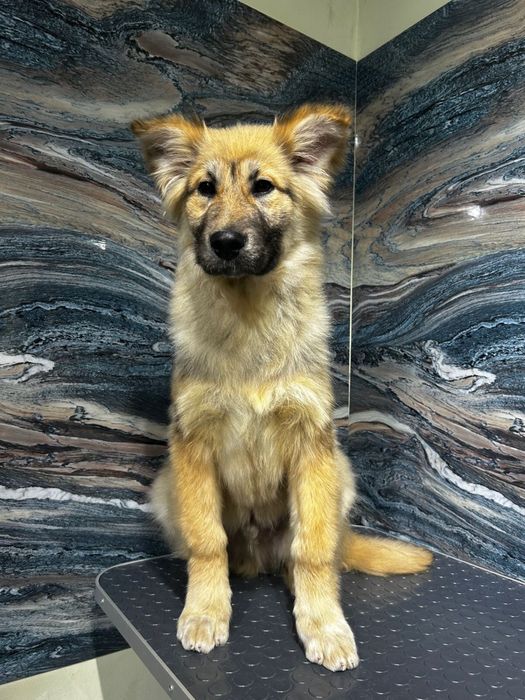 Отдам щенка 4 месяца