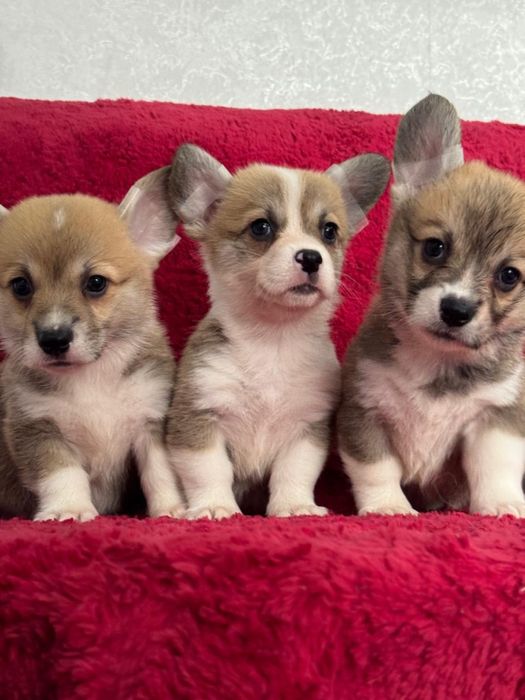 Супер малыши вельш корги