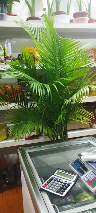 Большие цветы для офиса