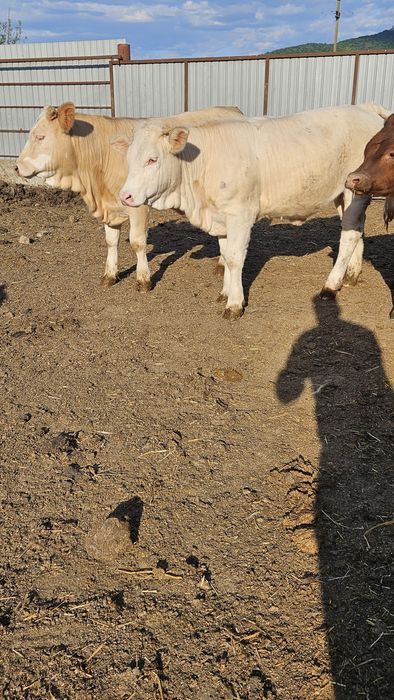 Viței de vânzare