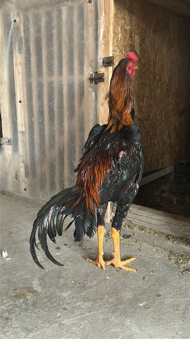 Дакан шоже 25.000