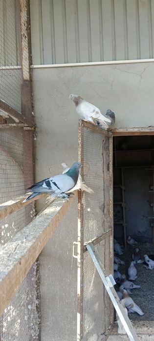 Продам голубей игровых