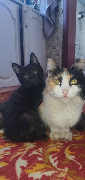 Отдам котят в добрые руки