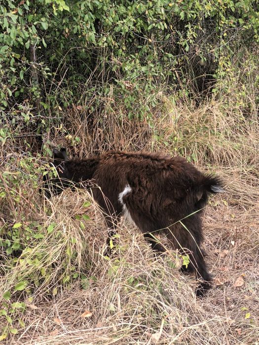 Vând iezi la schimb pe purcei