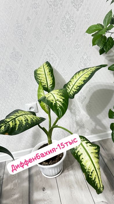 Диффенбахия, растение с крупными листьями