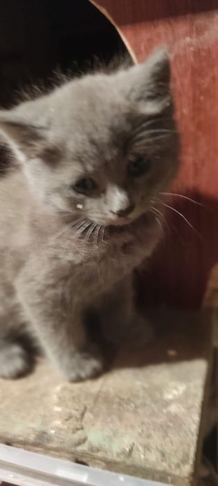 Отдам котят в добрые руки