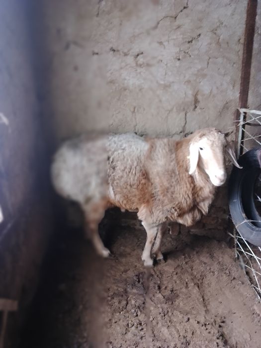 Qoʻchqorlar sotiladi