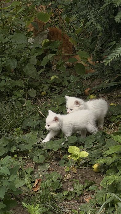 Продам милых котят