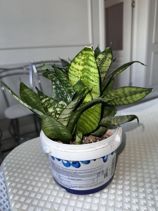 Цветы-Сансервия