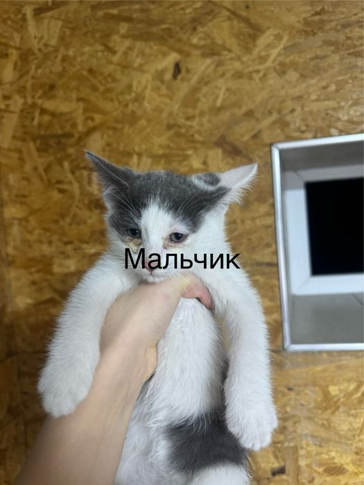 котятя в добрые руки