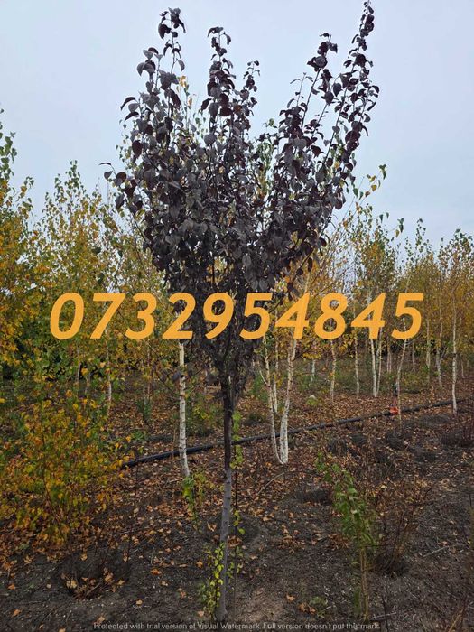 Tei, Mesteacăn, Arțar, Platan, Stejar – Direct la Adresă