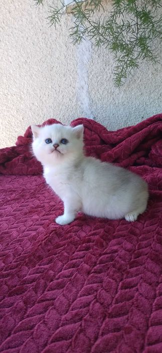 Pui pisica british shorthair chinchila silver rasa pura