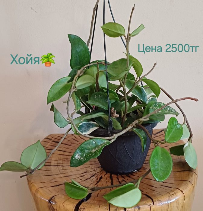 Комнатные цветы!