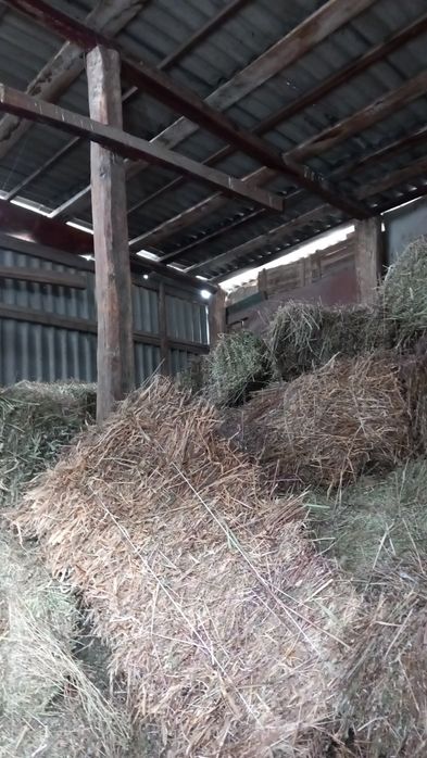 Продам тюки сена