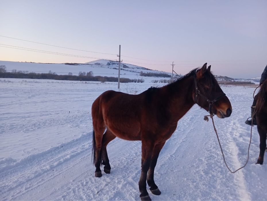 Продам Жеребца 4-х летка иноходец