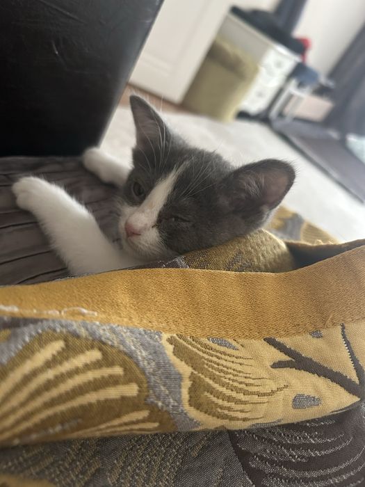 Отдам котенка в добрые руки