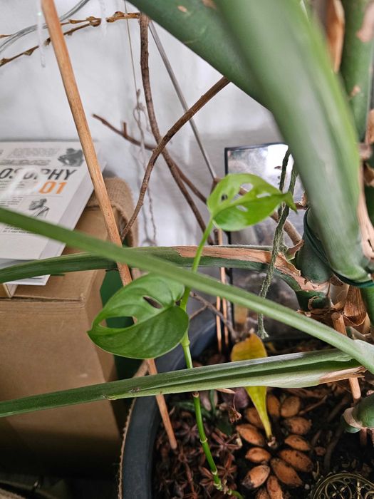 Monstera Deliciosa Uriașă (Matură) + Ghiveci Decorativ + Plante Bonus (Brașov / Sf. Gheorghe)