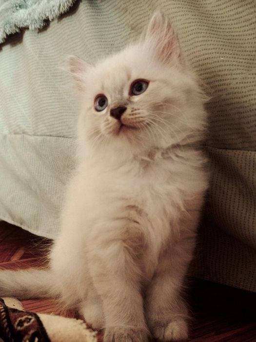 Котята бесплатно