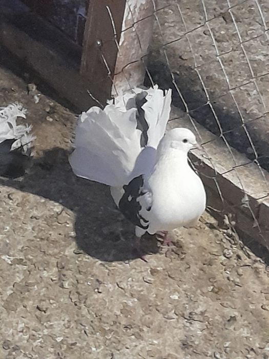 Vând porumbei curcani