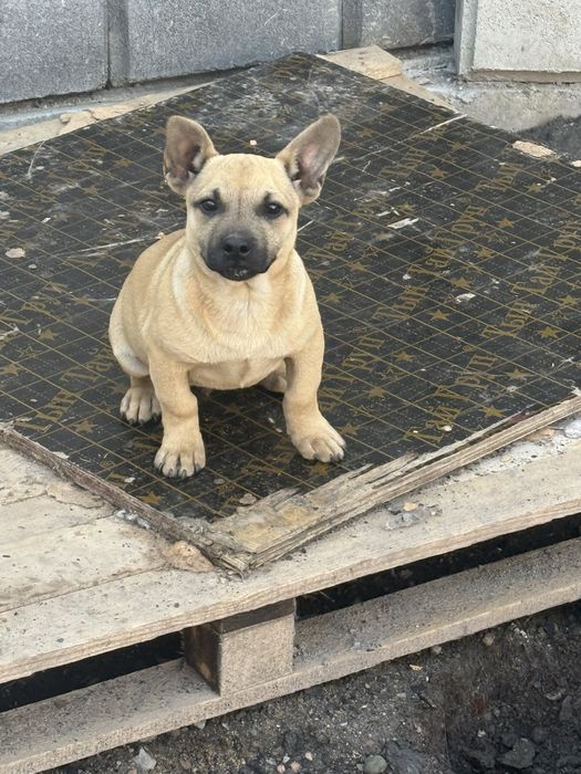 Франсуски булдок