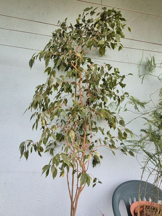 Бенджамин голям - 2 броя