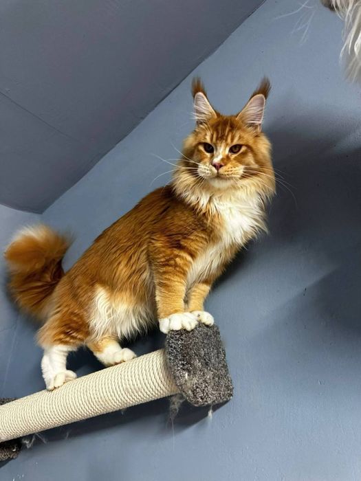 Кот мейн кун, 3 месяца