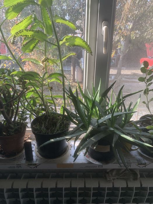 Цветы горшки много