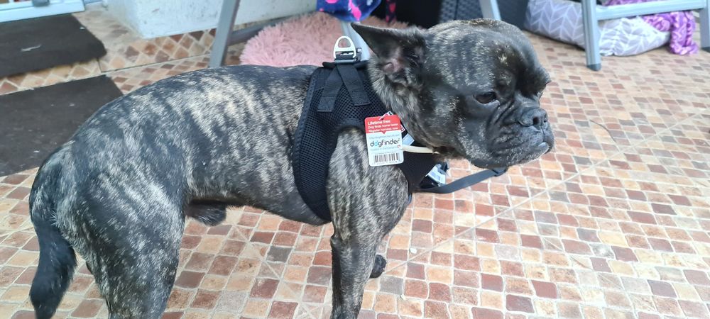 Ham CURLI mărimea Jack Russel