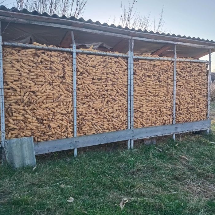 Porumb știulete    producție 2025