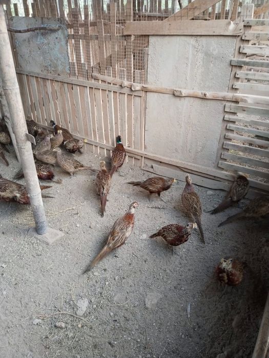 Қырғауылдар сатылады