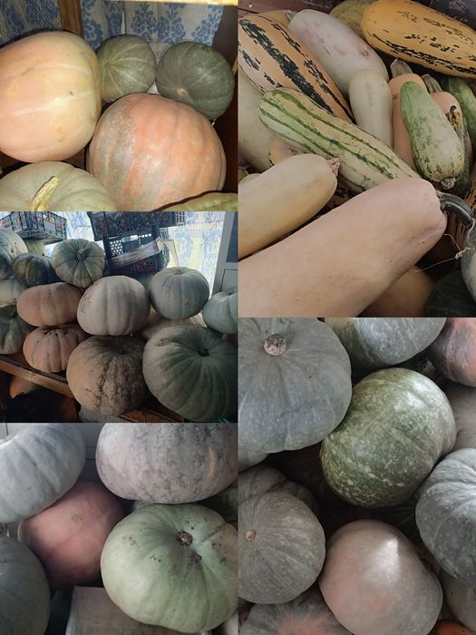 Продам тыкву и кабачоки