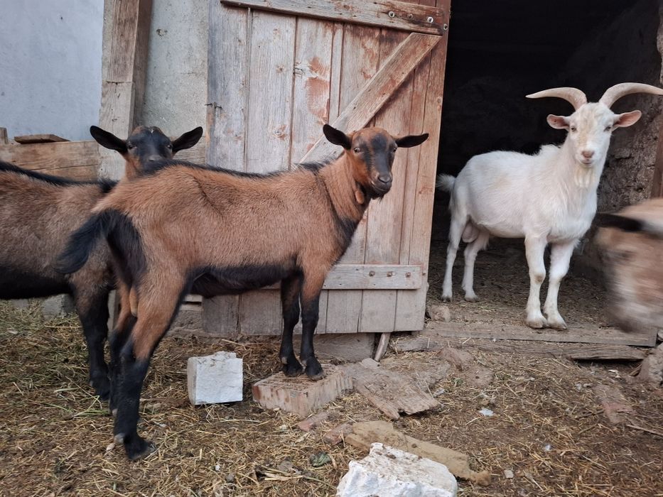 Tapi saannen si alpina francez