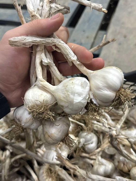 Usturoi Romanesc de primavara