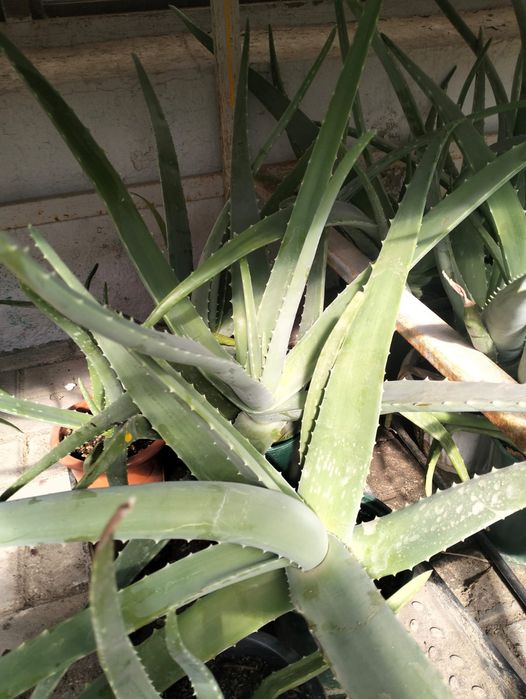 Продам лечебное алоэ