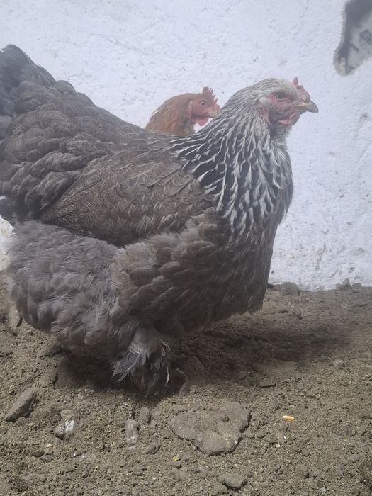 Продам      куры