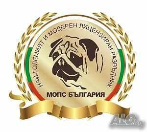 Чистокръвно черно бебе Мопс с родословие
