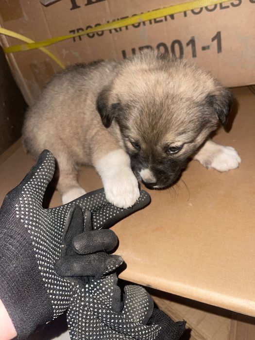 Щенок кабель в хорошие руки