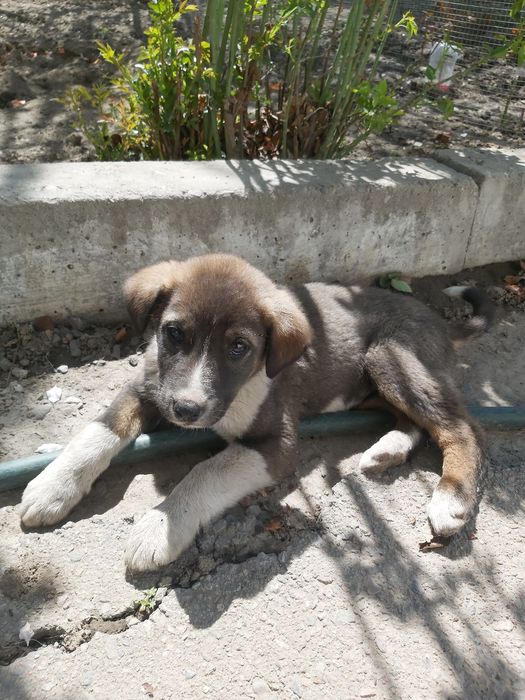 Девочка ищет семью!!!