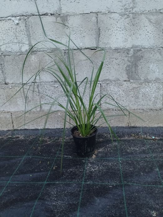 Пампаска трева Кортадерия