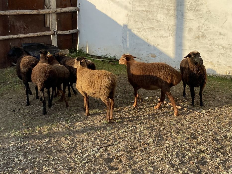 Продам баран на развод