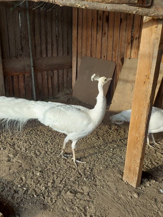 Vând Păuni Masculi