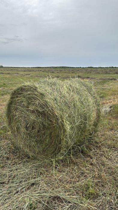 Продаем сено в рулонах