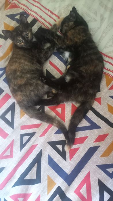 Отдам котят, девочки