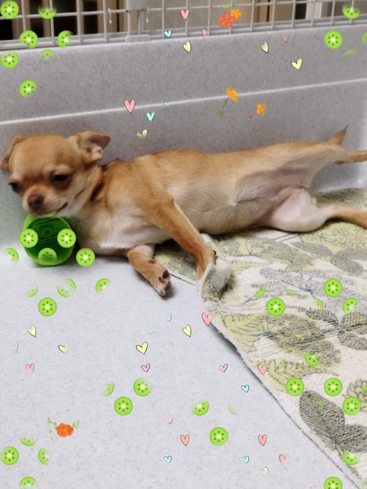 Чихуахуа-миник девочка